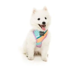 FuzzYard Dog Harness Footloose Small* -Fuzzyard FuzzYard Dog Harness Footloose Small 3