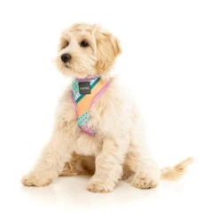 FuzzYard Dog Harness Footloose Small* -Fuzzyard FuzzYard Dog Harness Footloose Small 4