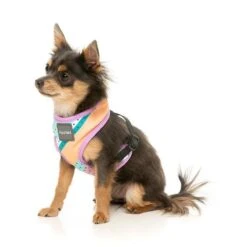 FuzzYard Dog Harness Footloose Small* -Fuzzyard FuzzYard Dog Harness Footloose Small 5