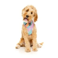 FuzzYard Dog Harness Footloose Small* -Fuzzyard FuzzYard Dog Harness Footloose Small 7