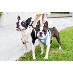 FuzzYard Life Step In Dog Harness French Blue Extra Extra Small -Fuzzyard FuzzYard Life Step In Dog Harness French Blue Extra Extra Small 3