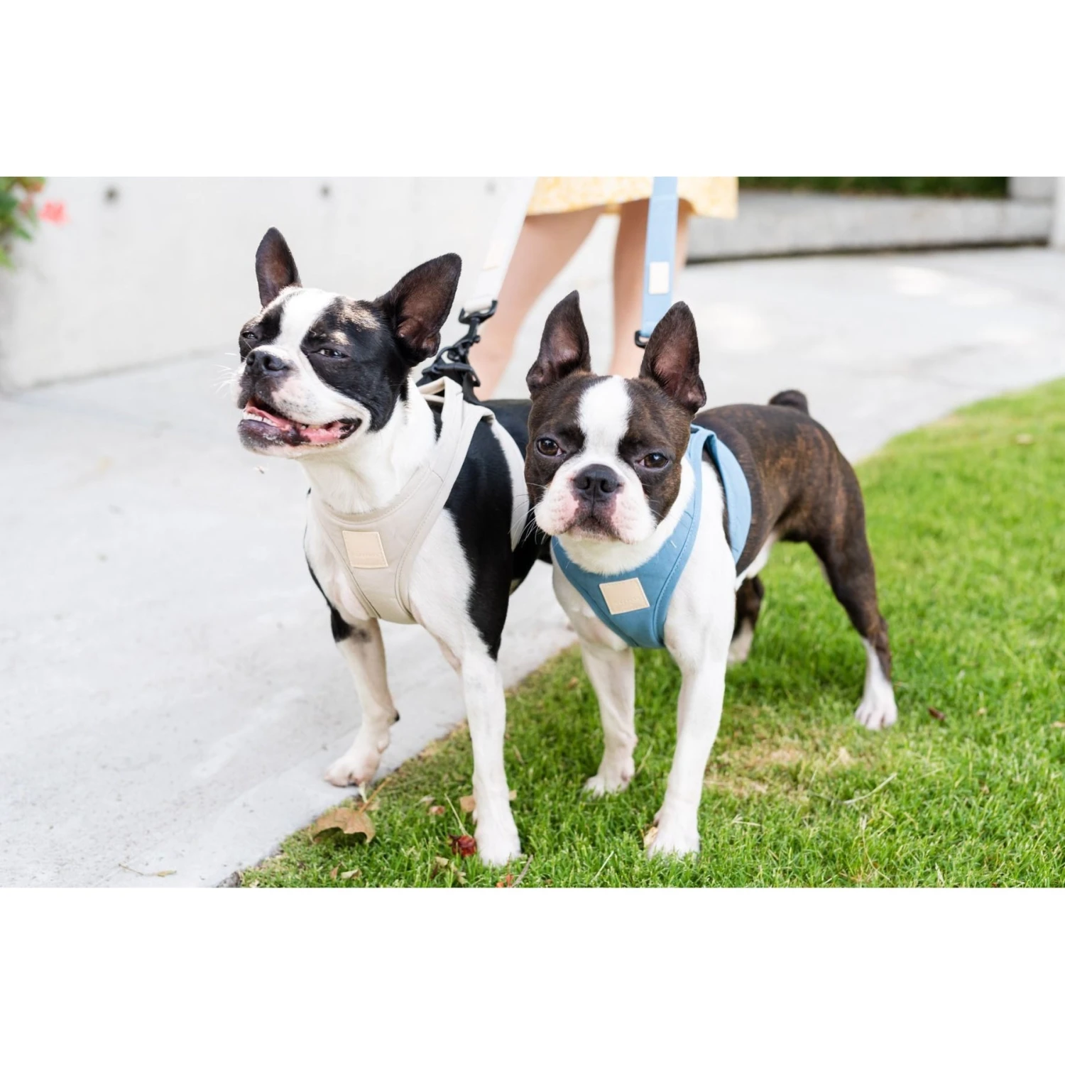 FuzzYard Life Step In Dog Harness French Blue Large 5 FuzzYard Life Step In Dog Harness French Blue Large - Image 3