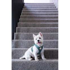 FuzzYard Life Step In Dog Harness Myrtle Green Large -Fuzzyard FuzzYard Life Step In Dog Harness Myrtle Green Large 3
