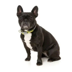 Fuzzyard -Fuzzyard FuzzYard Sk8ter Gator Dog Collar Small 2