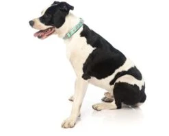 FUZZYARD SUMMER PUNCH COLLAR MEDIUM -Fuzzyard largetwo 134396 FY SUMMER PUNCH COLLAR MED