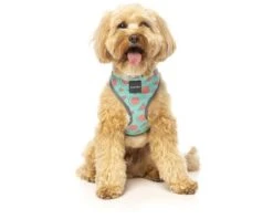 FUZZYARD SUMMER PUNCH HARNESS EXTRA LARGE -Fuzzyard largetwo 138469 FY SUMMER PUNCH HARNESS XLGE
